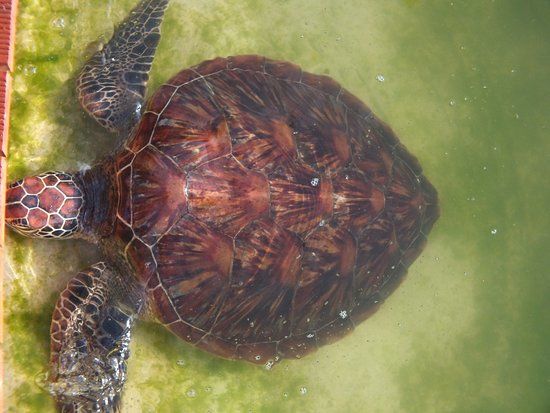 The Reef Vanuatu Zoological